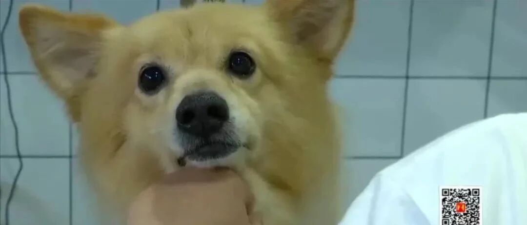 小区大型犬出没吓坏孩子！海口禁养40余种烈性犬，品种有这些→