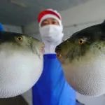 ​注意！近期有人因它中毒，0.5毫克可致死