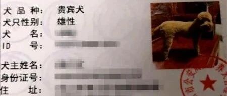 小区一只贵宾犬频遭投诉，曾追赶女童致其唇带撕裂！