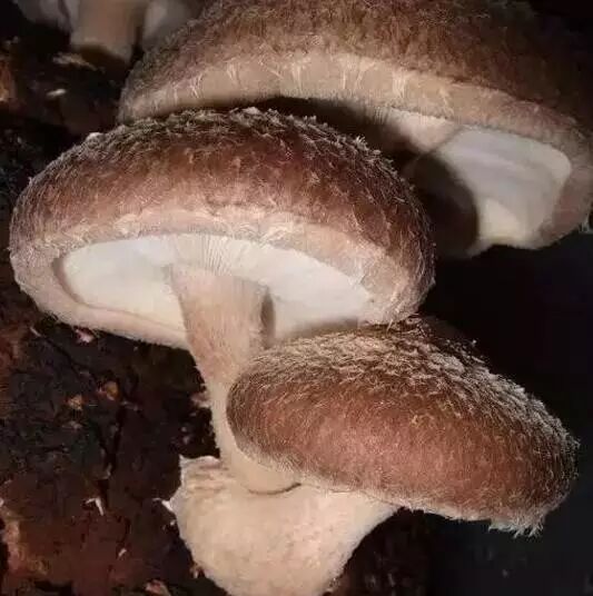 香菇各生长阶段的管理方法