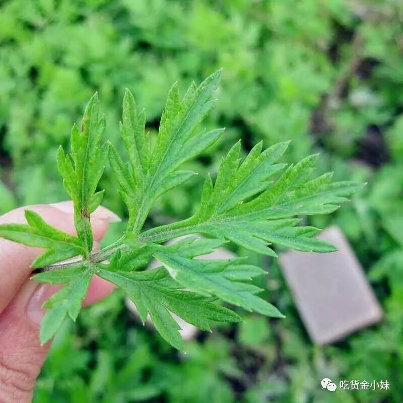 艾草有多牛?