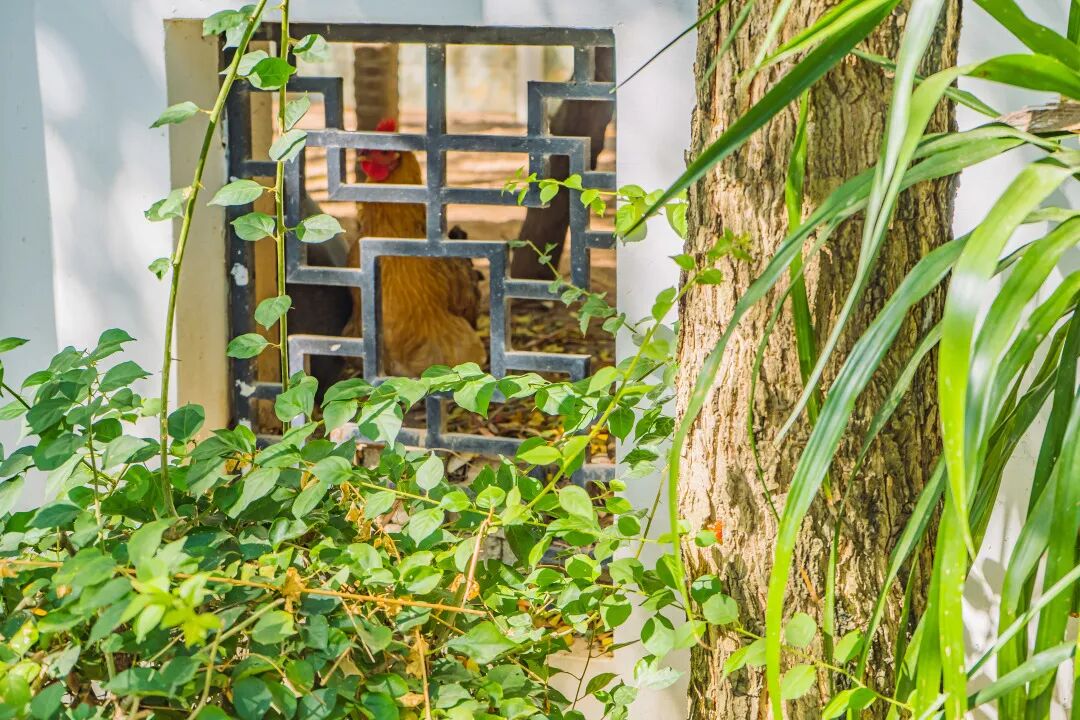 悠见南山村，独享崖州“世外桃源”