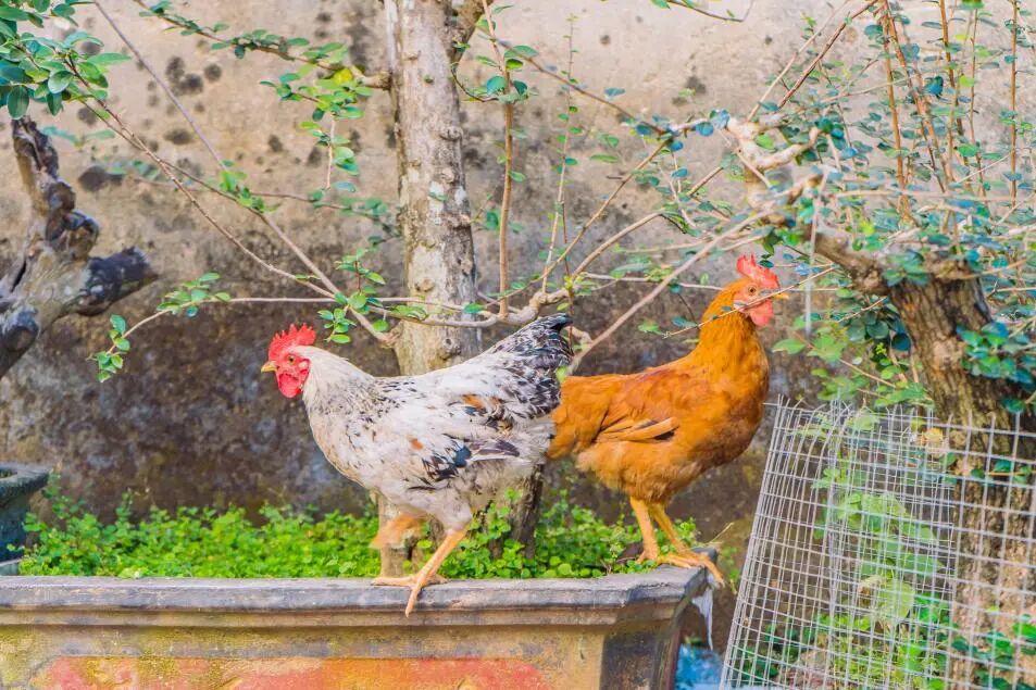 悠见南山村，独享崖州“世外桃源”