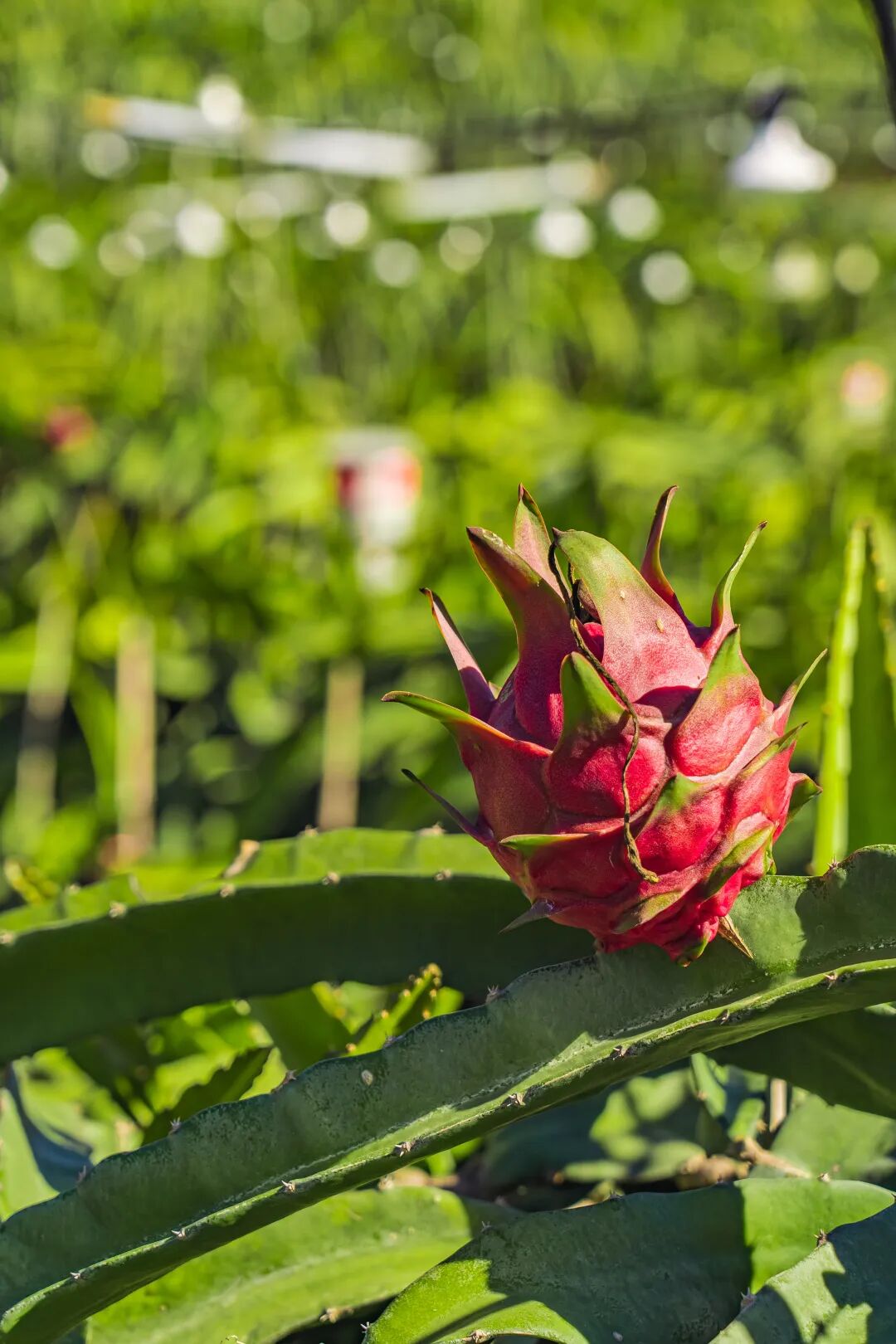 悠见南山村，独享崖州“世外桃源”