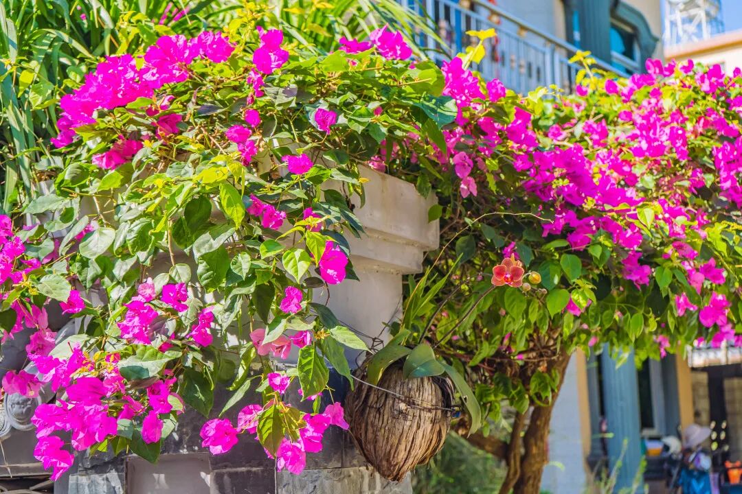 悠见南山村，独享崖州“世外桃源”