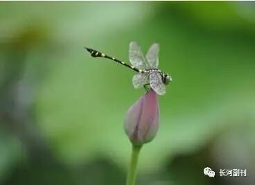 小荷尖角丨乡 平原中英文实验高级中学魏嘉修 长河副刊 微信公众号文章阅读 Wemp