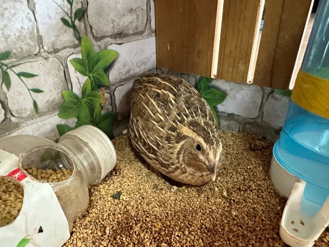 护鸟牌怎么写萌娃故事丨嗨！小鸟_https://www.jmylbn.com_新闻资讯_第30张