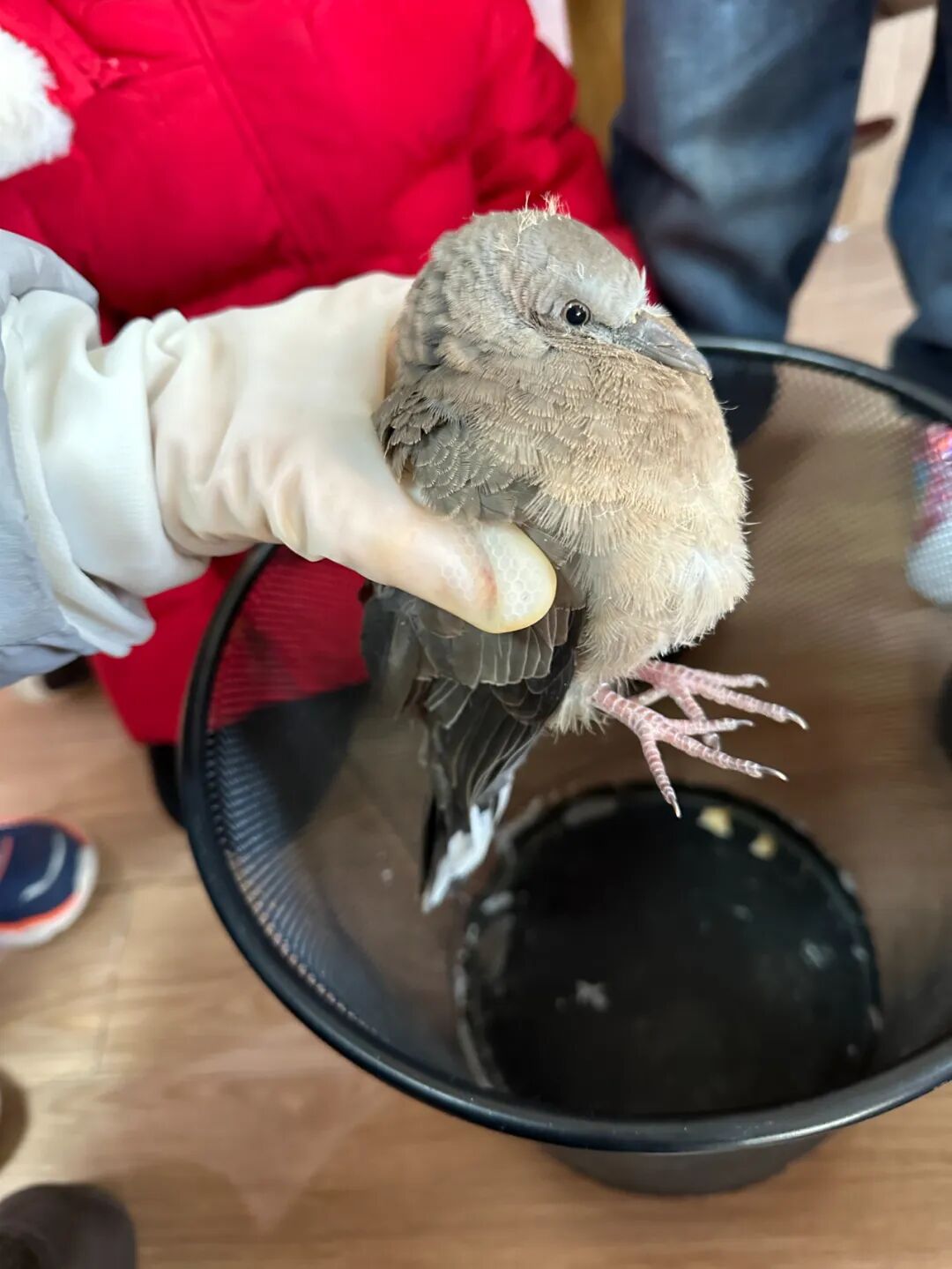 护鸟牌怎么写萌娃故事丨嗨！小鸟_https://www.jmylbn.com_新闻资讯_第5张