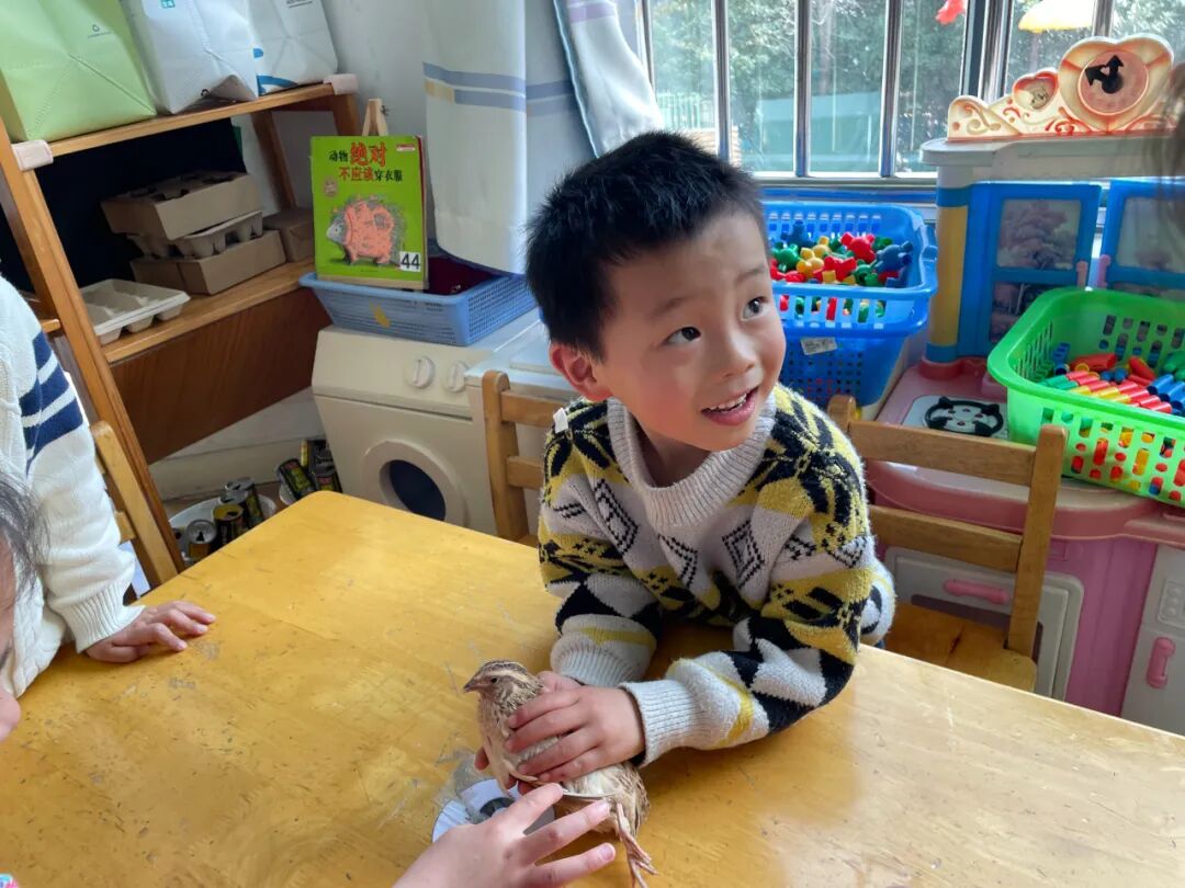 护鸟牌怎么写萌娃故事丨嗨！小鸟_https://www.jmylbn.com_新闻资讯_第29张