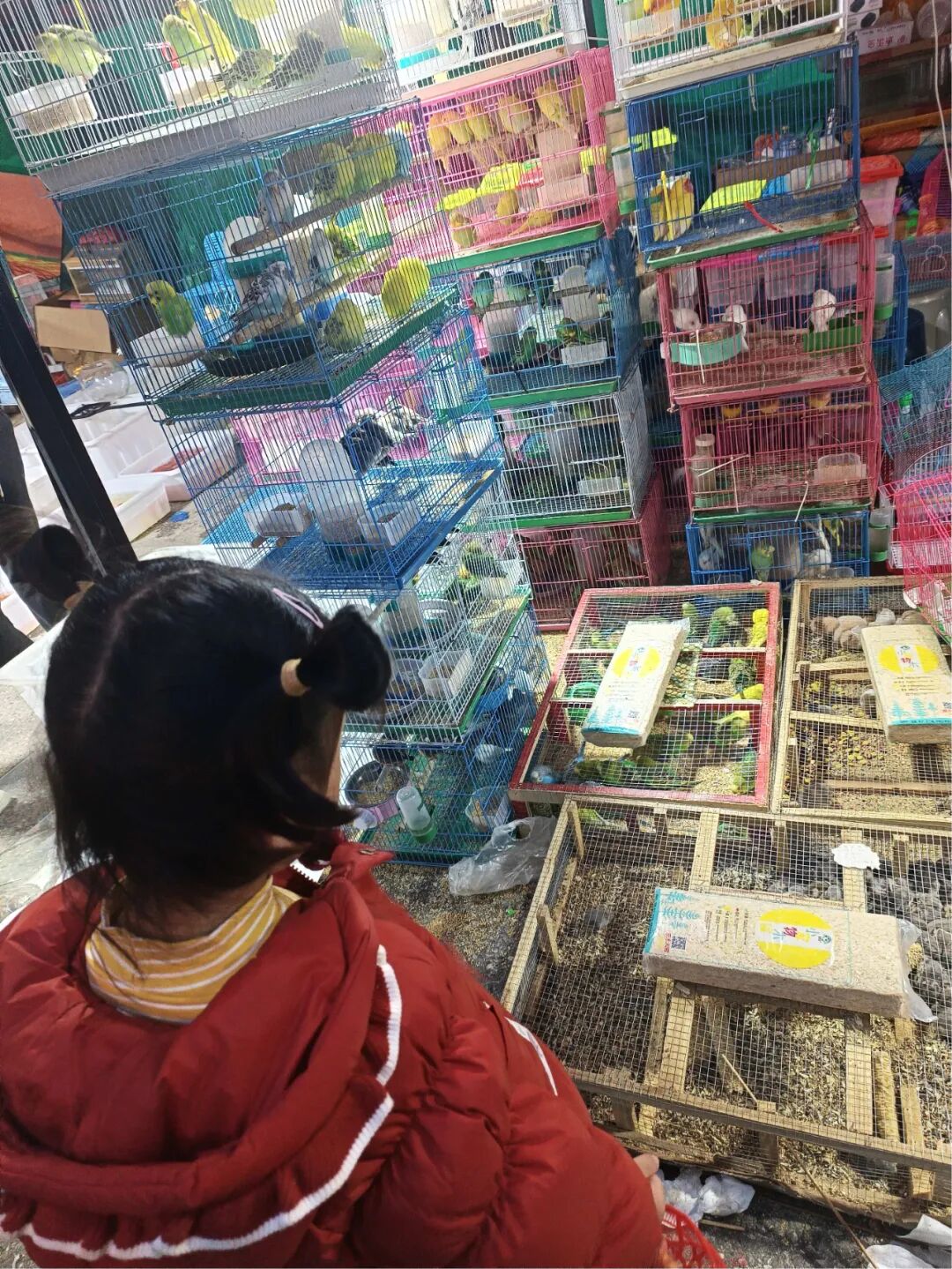 护鸟牌怎么写萌娃故事丨嗨！小鸟_https://www.jmylbn.com_新闻资讯_第22张