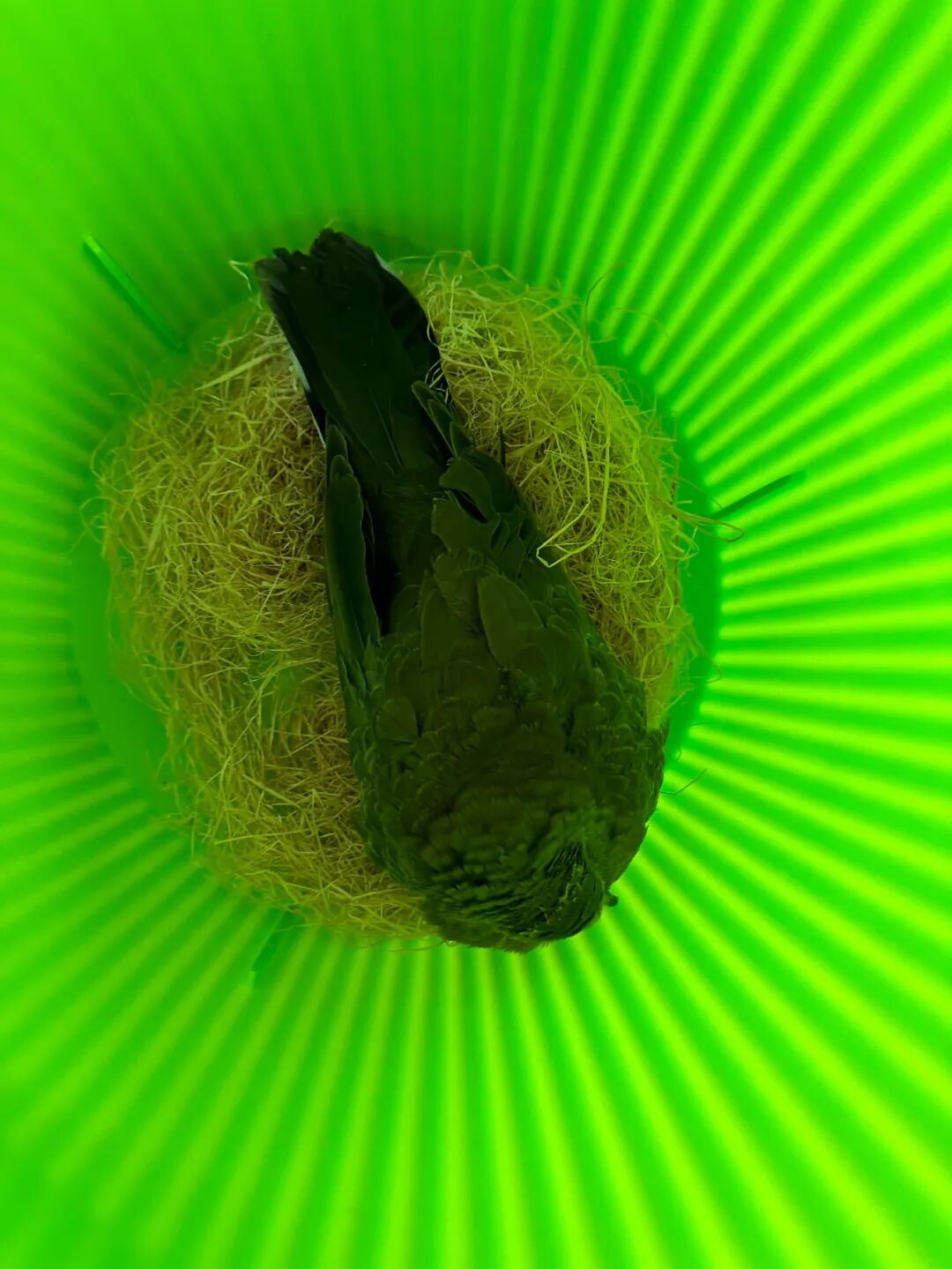 护鸟牌怎么写萌娃故事丨嗨！小鸟_https://www.jmylbn.com_新闻资讯_第7张