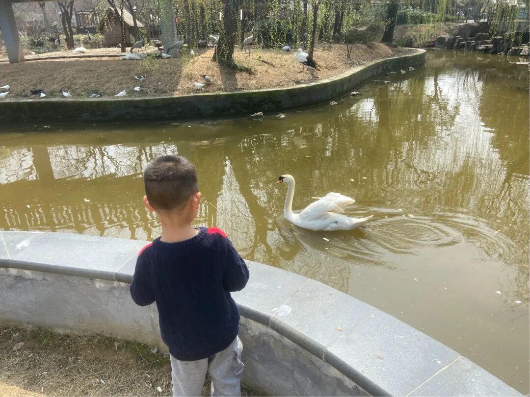 护鸟牌怎么写萌娃故事丨嗨！小鸟_https://www.jmylbn.com_新闻资讯_第24张