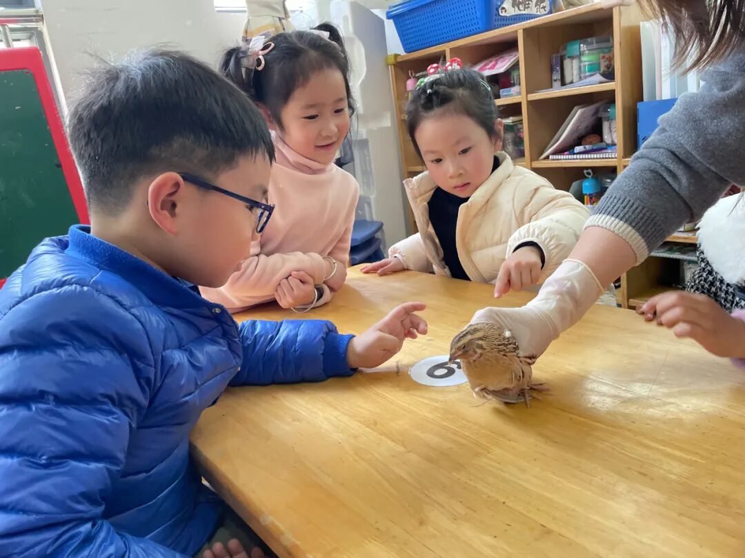 护鸟牌怎么写萌娃故事丨嗨！小鸟_https://www.jmylbn.com_新闻资讯_第28张