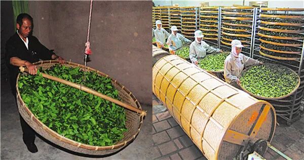安溪铁观音加工时,摇青到底是怎么一回事?|广西优质茶叶交流组