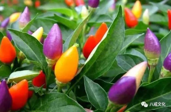 甜椒的种植方法有哪些，高产的关键因素要掌握