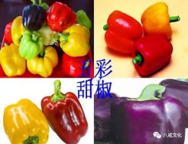 甜椒的种植方法有哪些，高产的关键因素要掌握