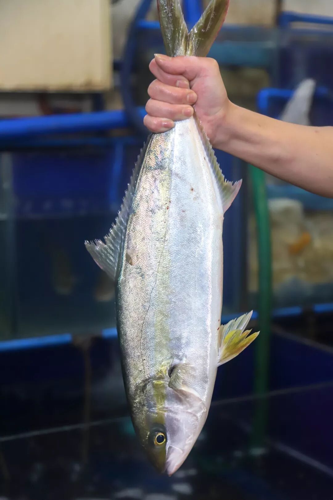 游水的油甘魚 10塊一隻的元貝和生蠔 全部都在海珠區的這家店 廣州生活美食圈 微文庫