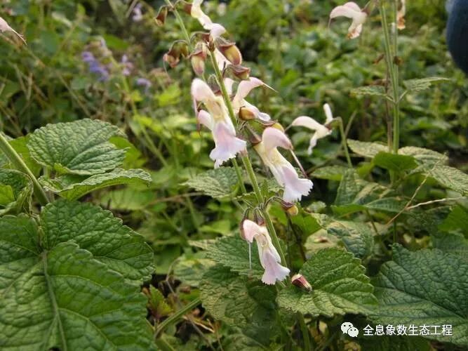 活血化瘀中药材具有降脂或降糖功能，丹参、虎杖性寒，红花性热。味道不错，代茶饮好材料。