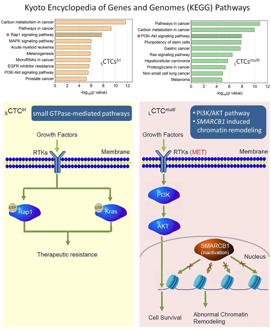 FISH怎么诊断CTC【最新研究】i•FISH单细胞测序揭密大、小CTC的不同耐药机制_https://www.jmylbn.com_新闻资讯_第13张