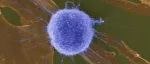 【Nature子刊】北京协和医学院李贵登、张连军等合作揭示细胞外酸中毒限制单碳代谢以保护T细胞干性的机制