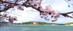 春到园林 | 北京市属公园早春花信