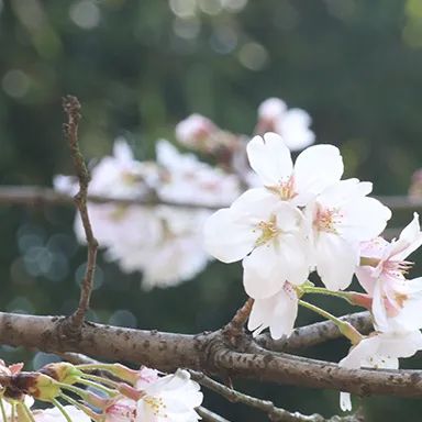 「中考作文」作文高频主题：历史文化名人类