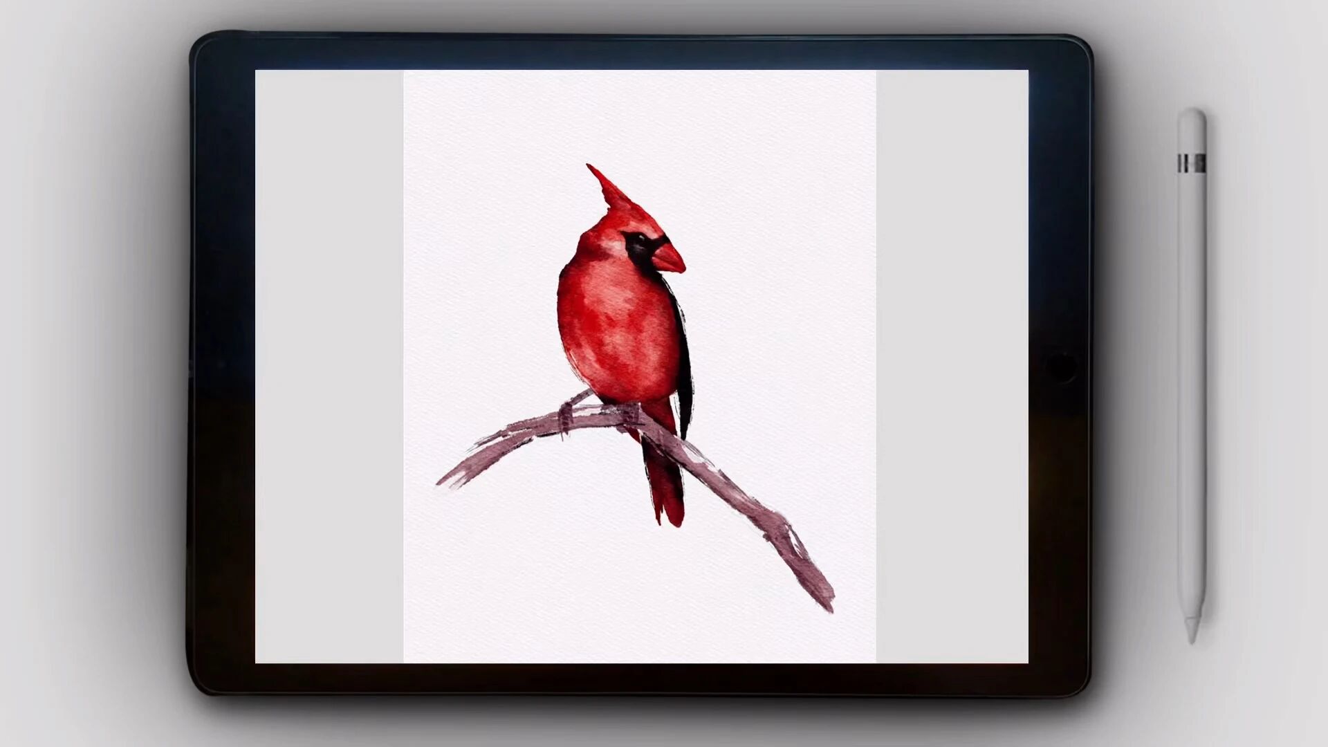 Procreate 水彩 红色的鸟绘画过程 Procreate插画教程 微信公众号文章 微小领