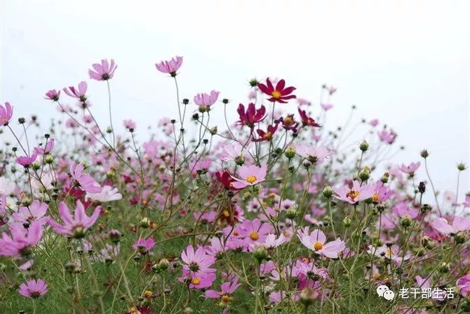 夏目友人帐 里的花花草草 老干部生活 微信公众号文章阅读 Wemp