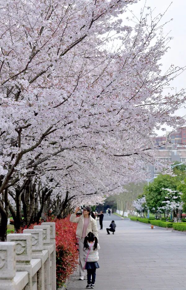 不负韶华,"樱"约而至|同浙盛景 | 同济大学浙江学院