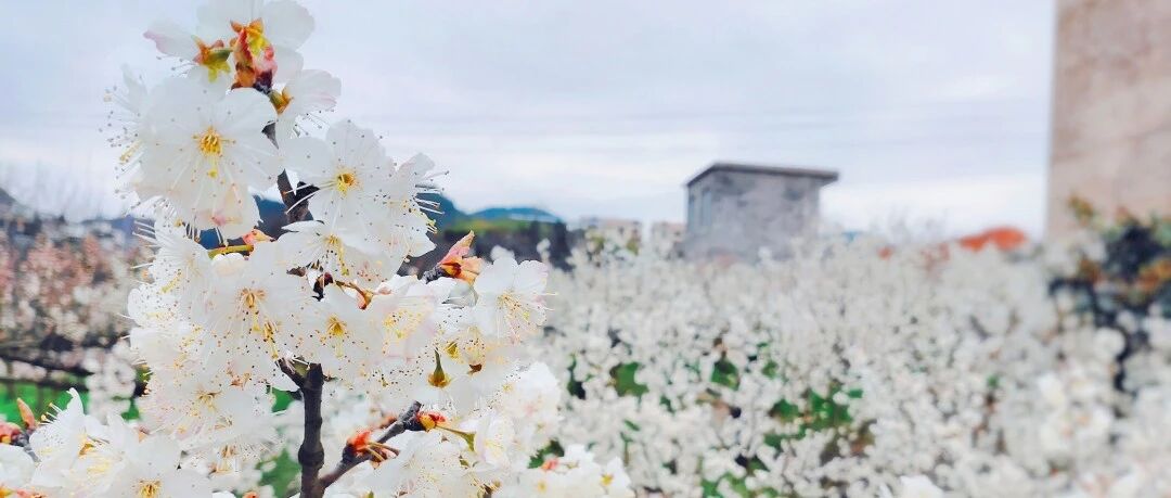贵阳这两个地方,樱花已绽放
