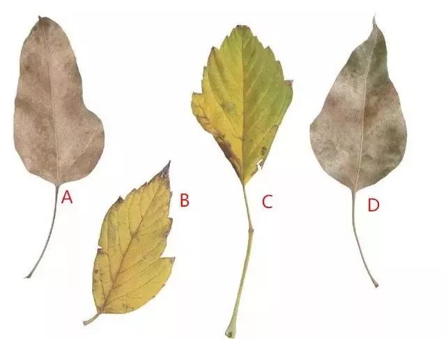 交不到女友怎麼辦  心理測試｜四片樹葉選一個，測出你最近需要怎樣的改變 未分類 第1張