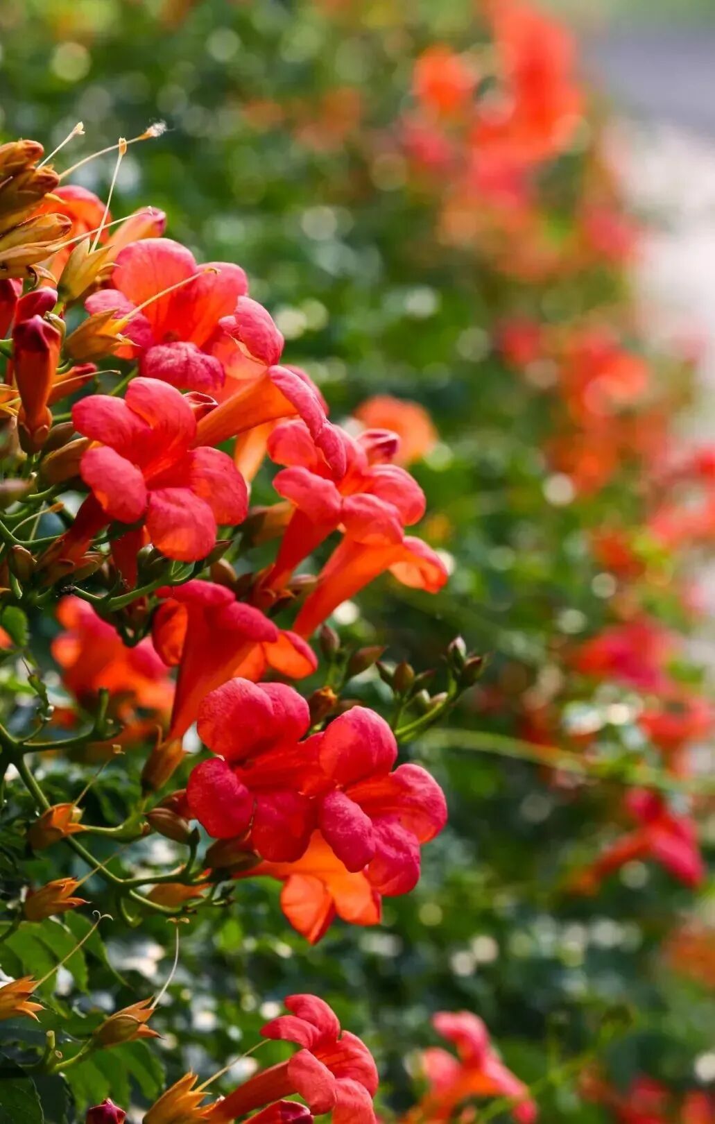 怒放的凌霄花台儿庄古城城墙上的那一抹红