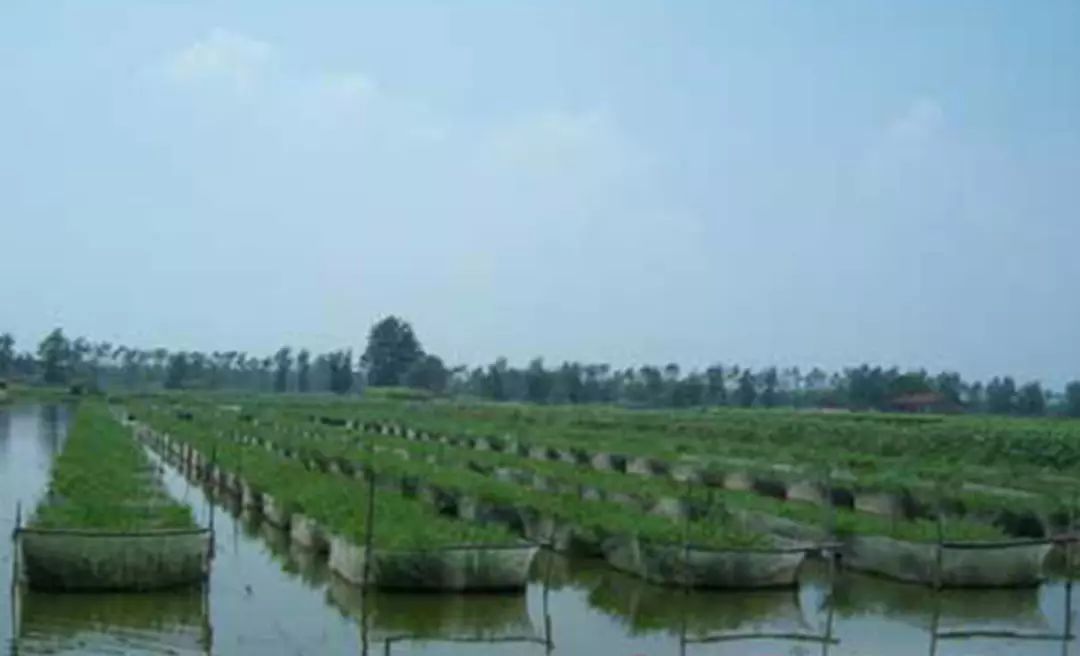 致富养殖泥鳅视频_致富养殖泥鳅图片_致富经泥鳅养殖