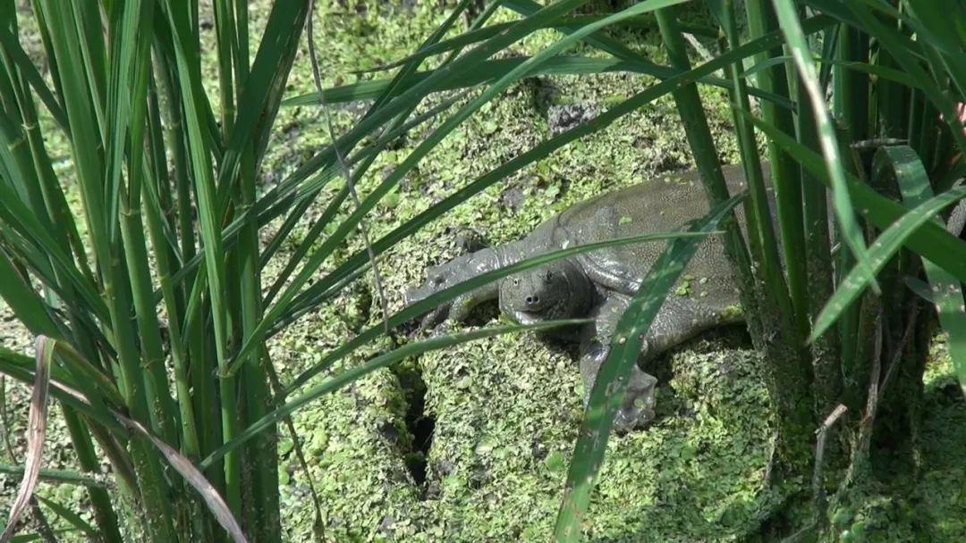 致富养殖泥鳅图片_致富养殖泥鳅视频_致富经泥鳅养殖