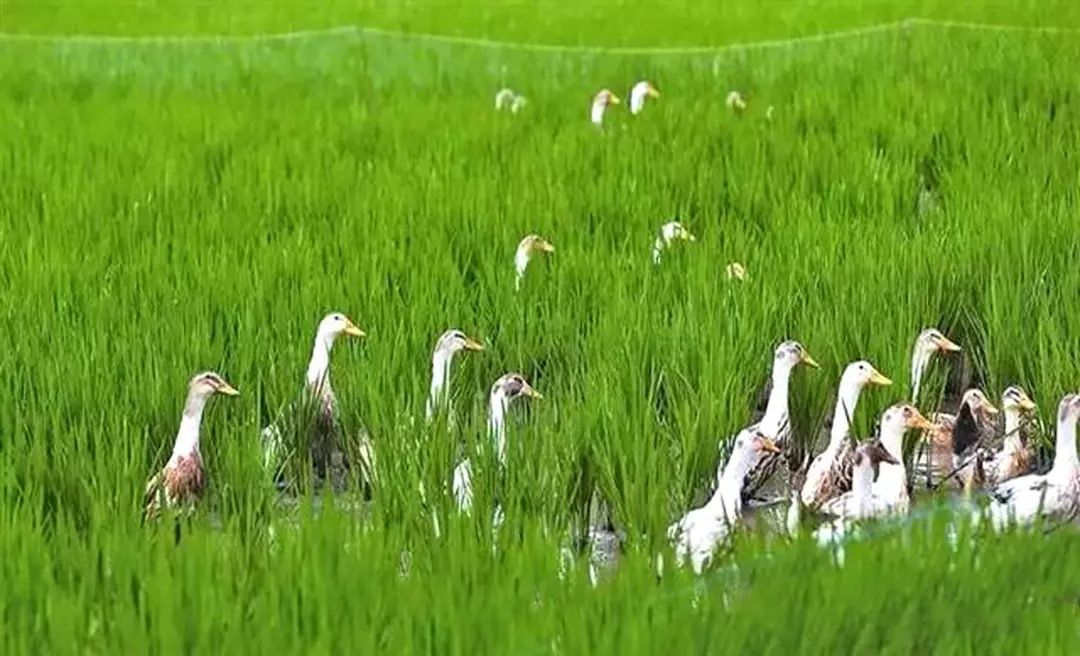 致富养殖泥鳅图片_致富经泥鳅养殖_致富养殖泥鳅视频