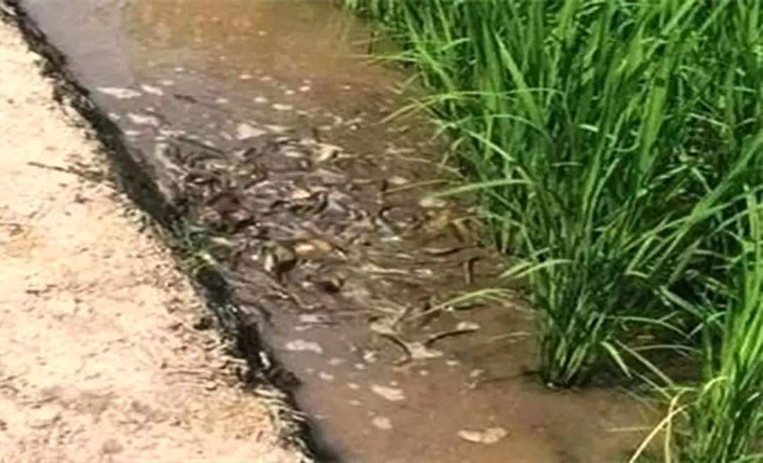 致富经泥鳅养殖_致富养殖泥鳅视频_致富养殖泥鳅图片