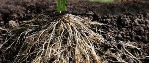 根系受损危害巨大，如何避免根系损伤？让作物“根”深叶茂！