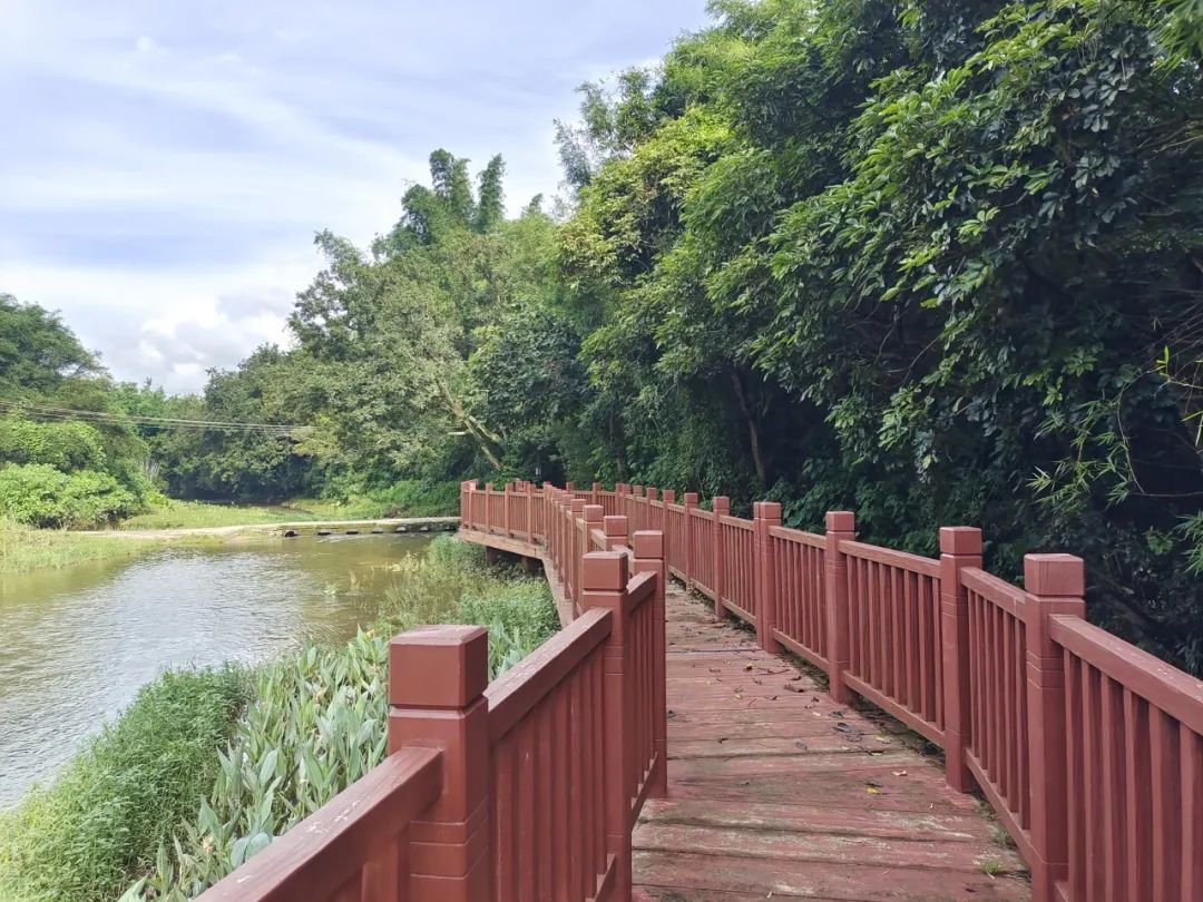 恩平古樹公園丨朗仔村古樹公園