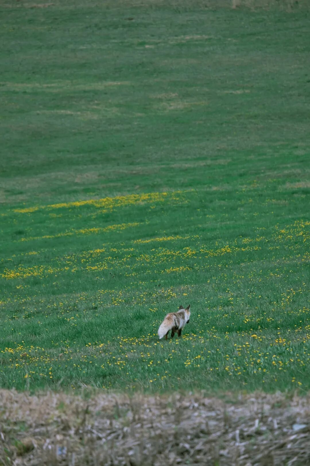 伊犁必去的十大景点_伊犁旅游必去的地方_伊犁必去景点