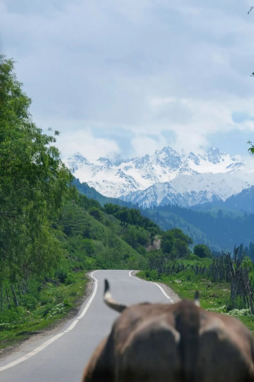 伊犁必去景点_伊犁旅游必去的地方_伊犁必去的十大景点
