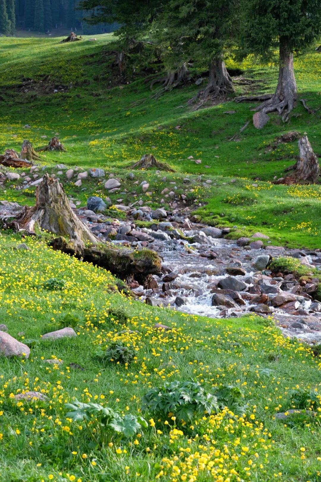 伊犁必去景点_伊犁旅游必去的地方_伊犁必去的十大景点