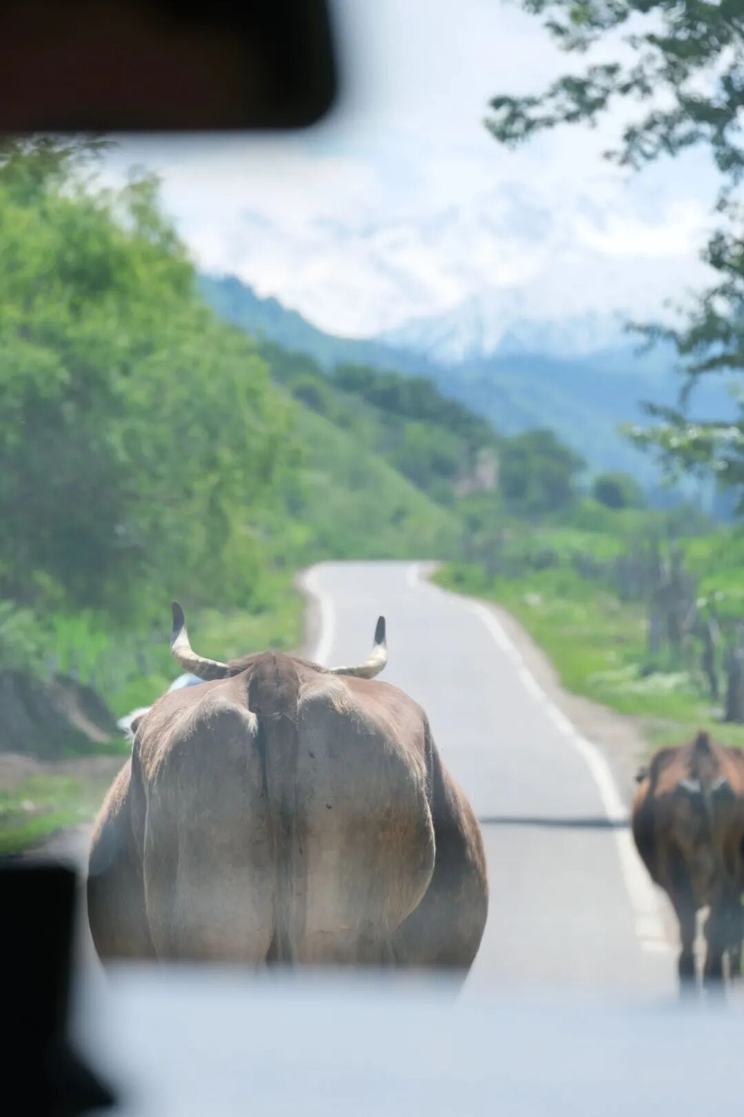 伊犁必去的十大景点_伊犁必去景点_伊犁旅游必去的地方