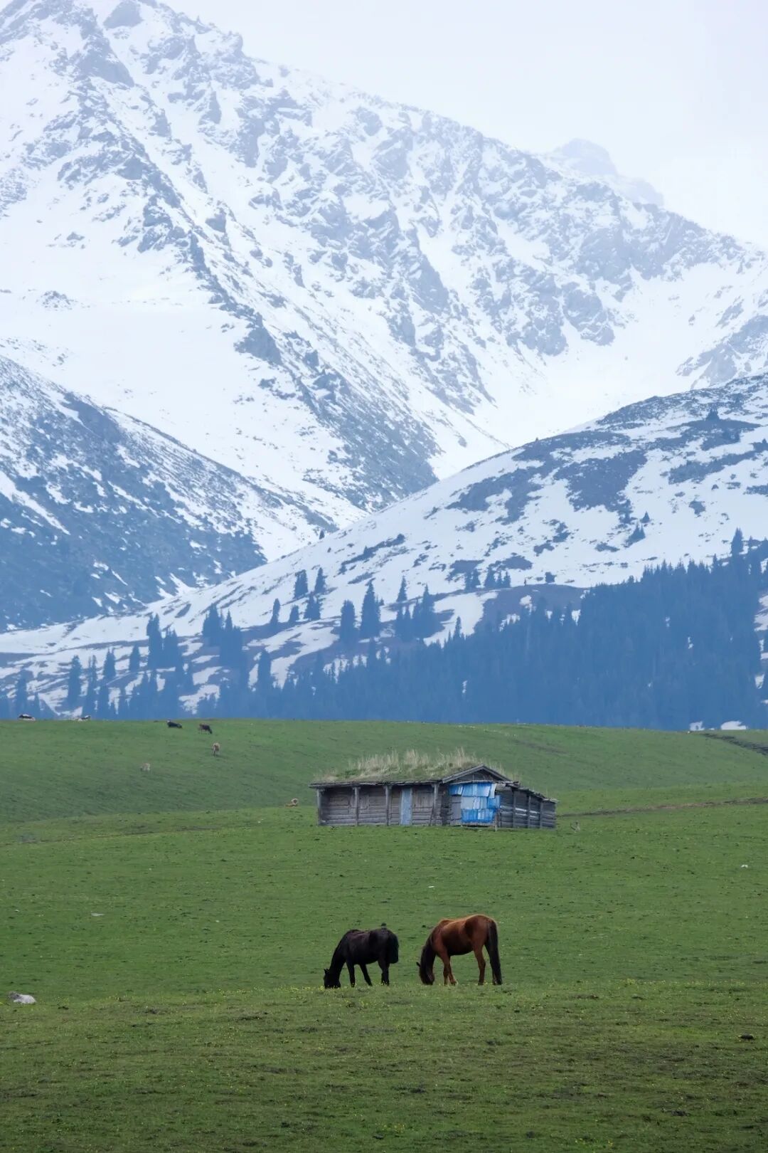伊犁必去的十大景点_伊犁必去景点_伊犁旅游必去的地方