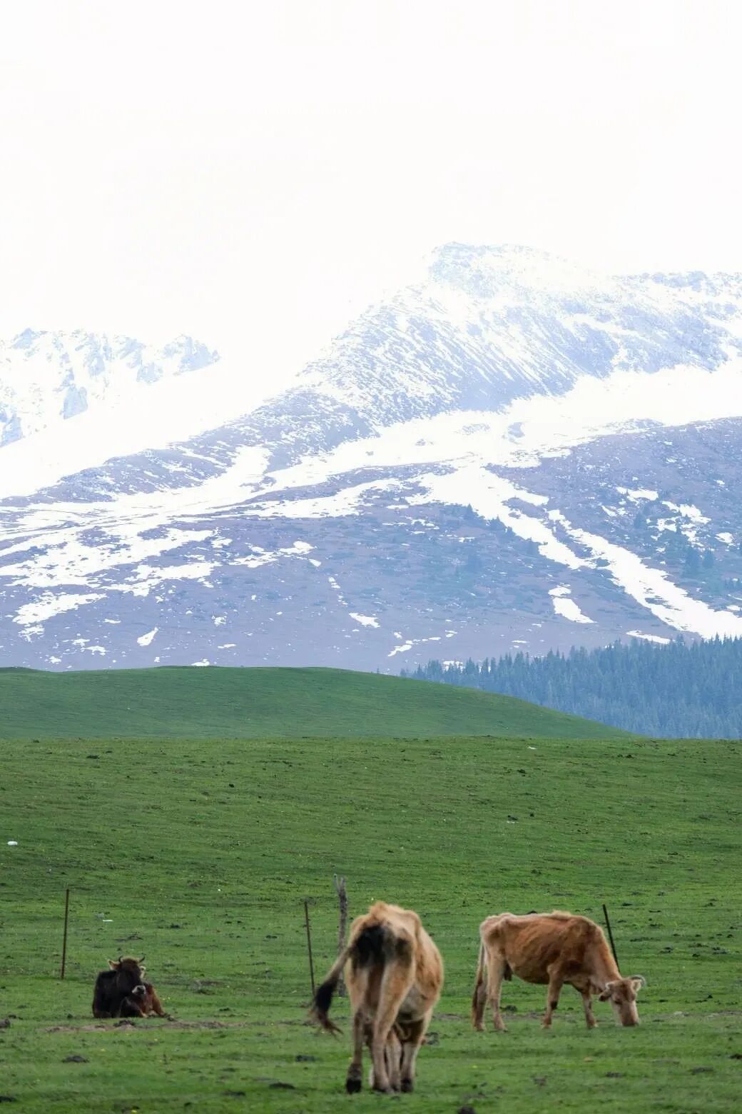 伊犁旅游必去的地方_伊犁必去景点_伊犁必去的十大景点