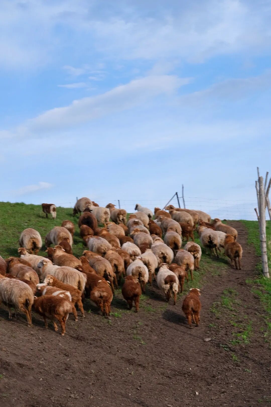 伊犁旅游必去的地方_伊犁必去景点_伊犁必去的十大景点