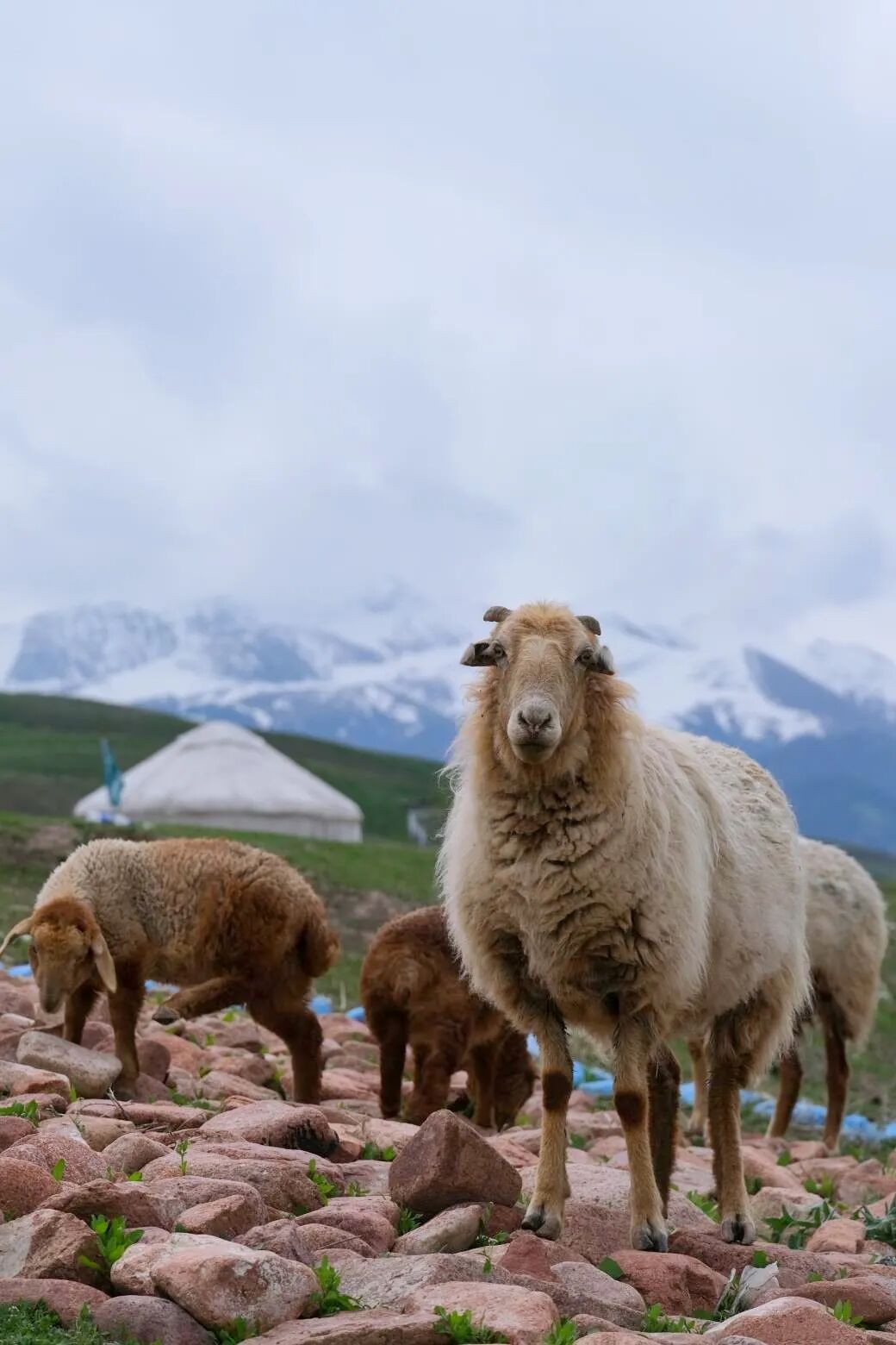 伊犁必去的十大景点_伊犁必去景点_伊犁旅游必去的地方