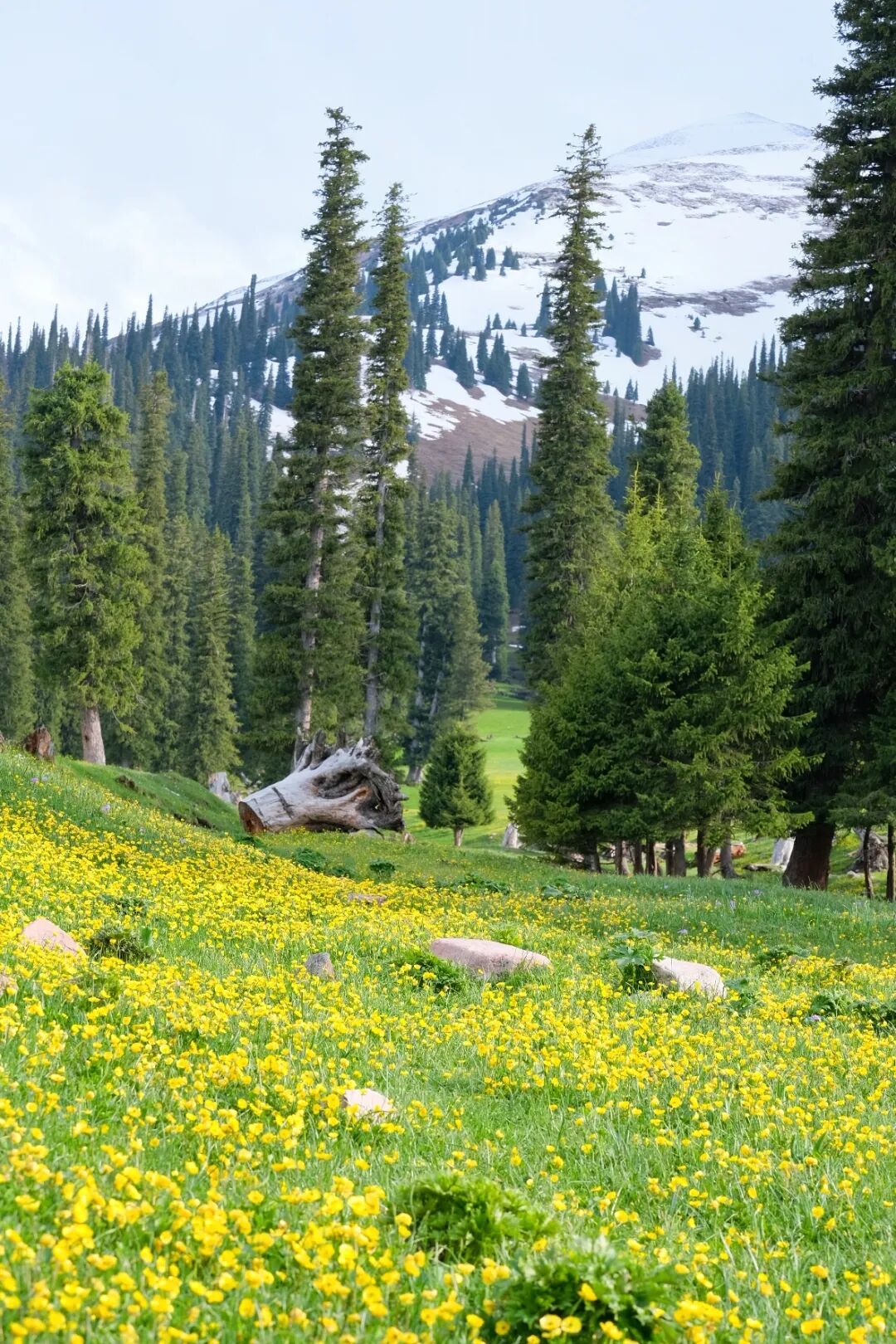 伊犁必去的十大景点_伊犁必去景点_伊犁旅游必去的地方