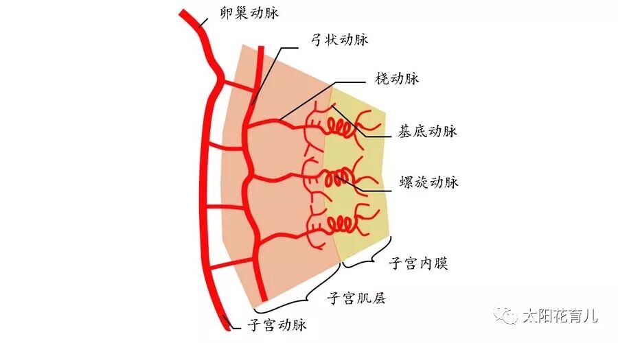 子宫内膜和血流的好坏对怀孕到底有什么样的影响?