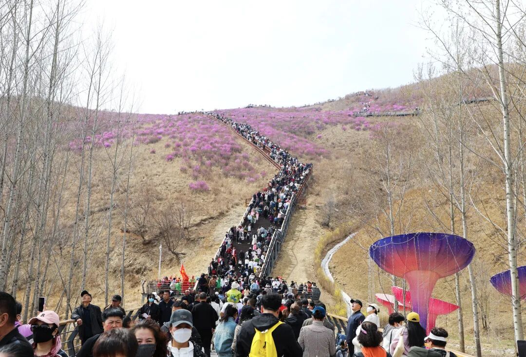 扎兰屯市最有名的赏花基地---映山红生态公园,这里的杜鹃花有着花期早