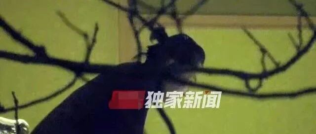 她这样，别人不敢骂了…